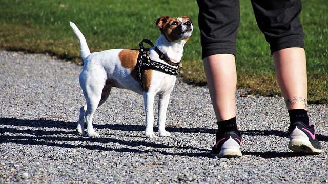 dog-3297240_640 Dog Walking Tips Everyone Should Know
