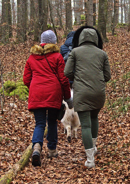 forest-4797971_640-1 Winter Wear for Dog Walking.