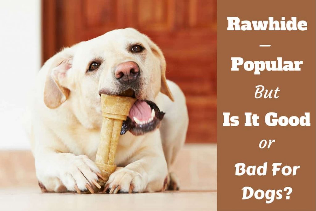 rawhode-dog-chews-1024x683 The dangers of rawhide dog chews