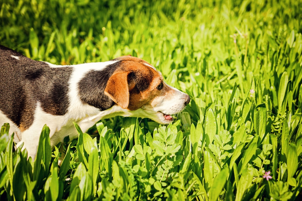 Depositphotos_166283116_s-2019 Why do Dogs Eat Grass