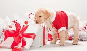 dog-christmas-300x1771-300x177 12 Days of Dog Christmas