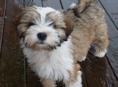 tibetan-terrier-puppies-2 Puppy Care Package in the Finchley Area