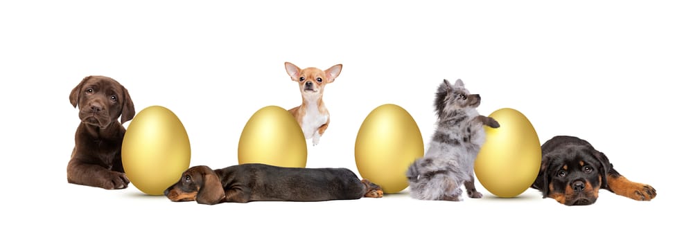 Depositphotos_450845092_s-2019 Why Easter Eggs are Not Good for Dogs