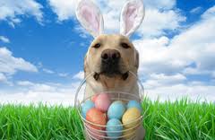 images Easter egg hunt for dogs