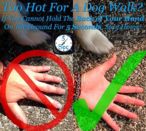 6.17.16-THIS-Is-What-Happens-When-You-Walk-Your-Dogs-on-Hot-Pavement2-590x529-300x269 Dogs and Hot Pavements
