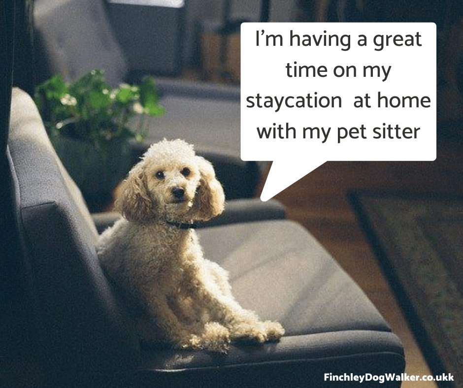 stayvacation-with-finchley-pet-sitter Choosing a Pet Sitter when going away