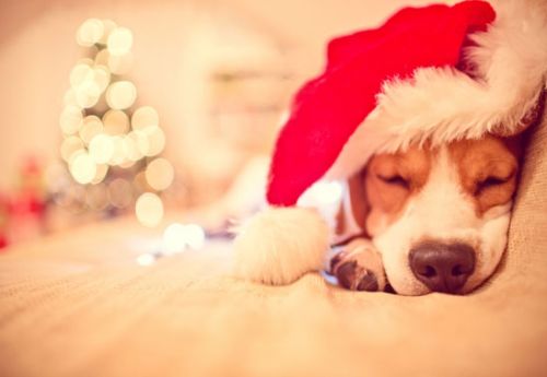 merry_christmas_fido Giving your Dog a Stress Free Christmas