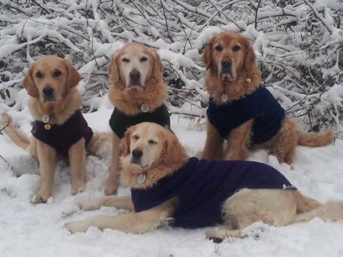 snow Caring For Your Dog in Winter