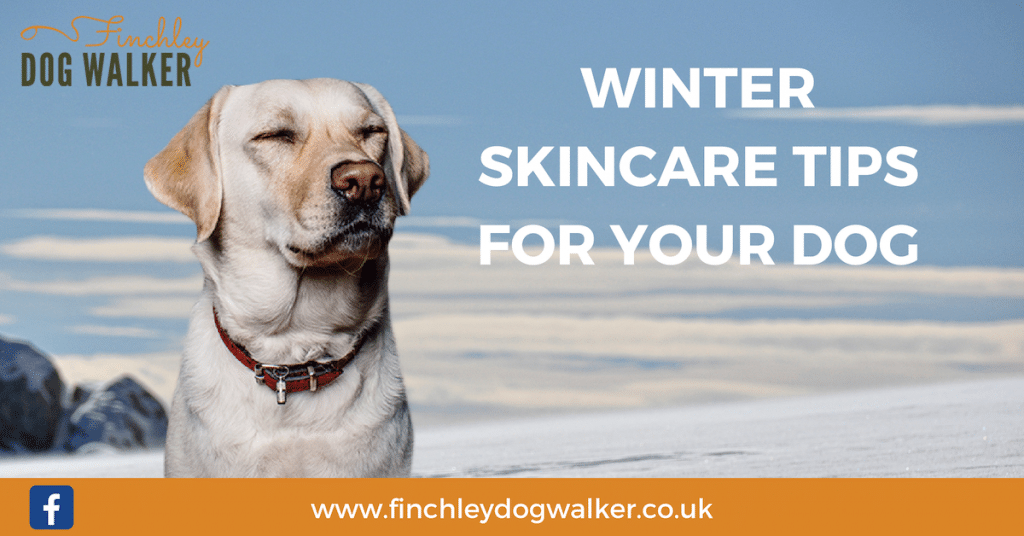 winter-skin-tips-dog-walker-1024x536 Winter Skincare Tips for your Dog