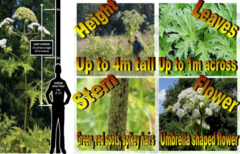 can-giant-hogweed-hurt-dogs-finchley-dog-walker