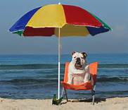 safesun Keep your dog safe in the sun