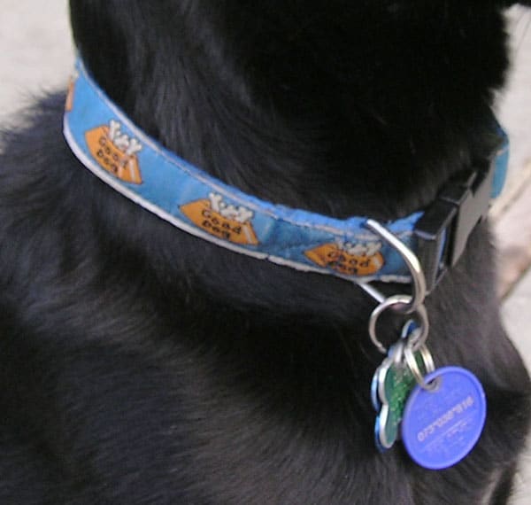 Why Have a Dog Collar With A Name Tag? - Finchley Dog Walker