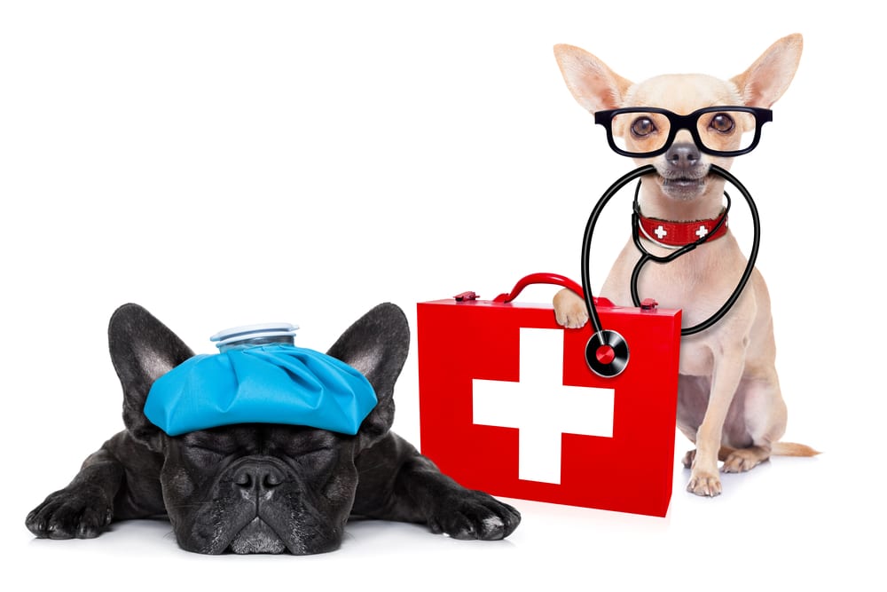 dog-first-aid-kits Dog First Aid Kit for Home and Walks
