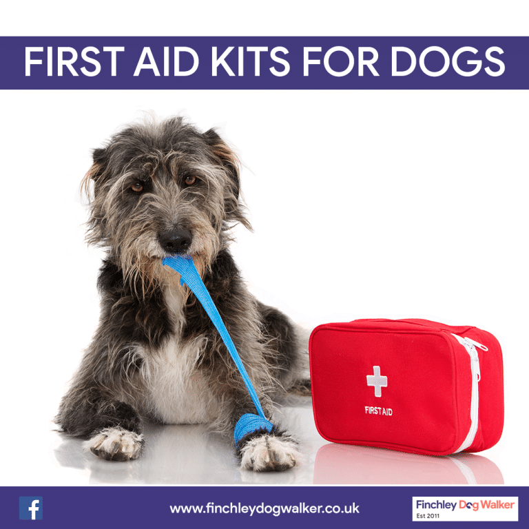 15 Dog First Aid Kit Essentials - Finchley Dog Walker