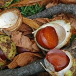 conkers-5253600_640-150x150 Be aware of the poison risk to dogs from Acorns and Conkers.