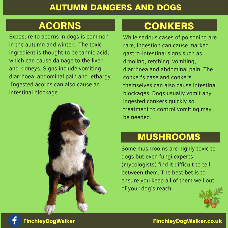 finchley-dog-walker-autumn Be aware of the poison risk to dogs from Acorns and Conkers.