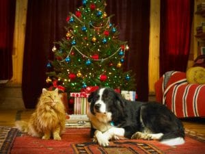 christmas-tree-with-cat-or-dog-300x225-1 12 Days of Doggy Christmas