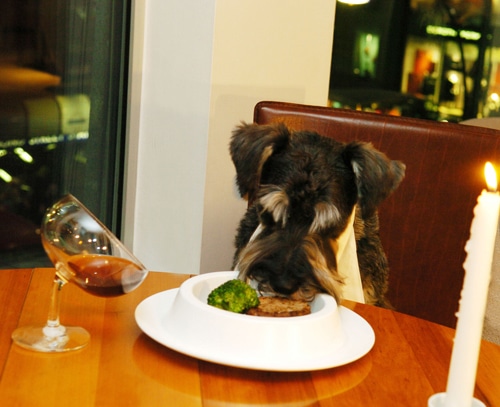 dogrestaurant Can dogs eat Christmas dinner?