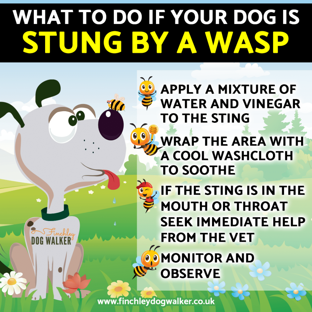 what-to-do-if-your-dog-is-stung-by-a-bee-or-wasp-002-1024x1024 Top Summer Dangers for Dogs