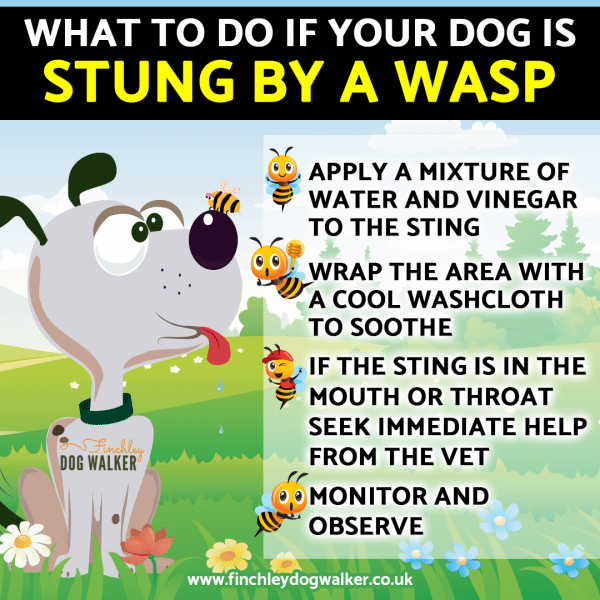 What to do when a wasp or bee stings your dog - Finchley Dog Walker