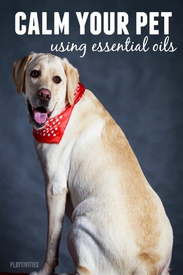 Essential Oils For Stressed Dogs | Finchley Dog Walker