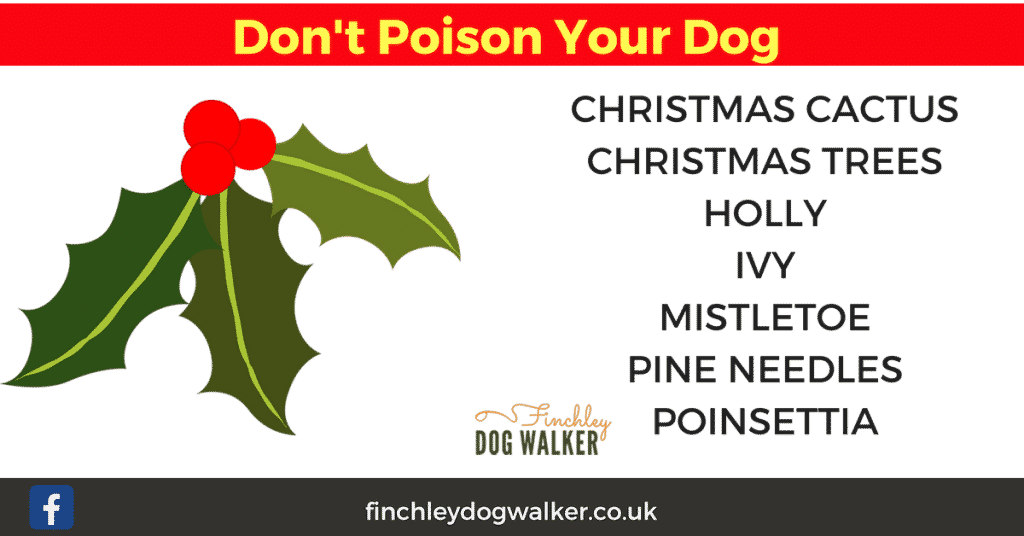 dangerous-christmas-plants-1024x536 Are Christmas Plants dangerous for our Pets?