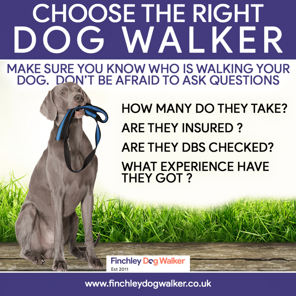 Choose-the-right-1024x1024 Dog Walker vs. Day Care – which is best?
