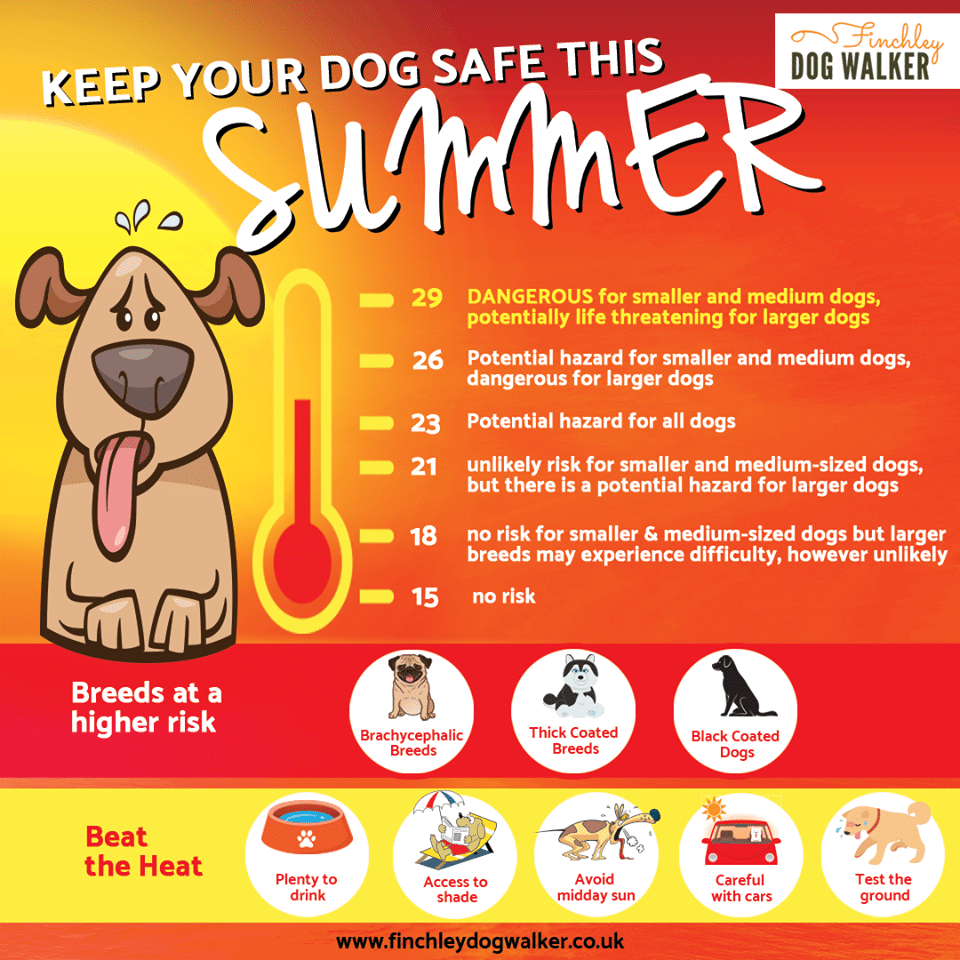 100588233_290497835302948_2405051458056617984_n Top Summer Dangers for Dogs