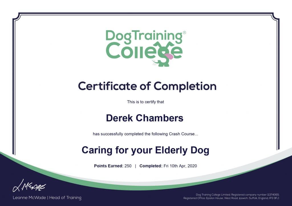 elderly-1024x725 Dog Training And Pet Care certificates