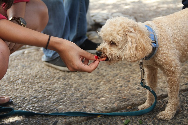 dog-eating-2336525_640 Homemade dog treats – a beginners’ guide!
