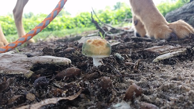 mushrooms-dog-walk The Dangers of Dogs and Mushrooms