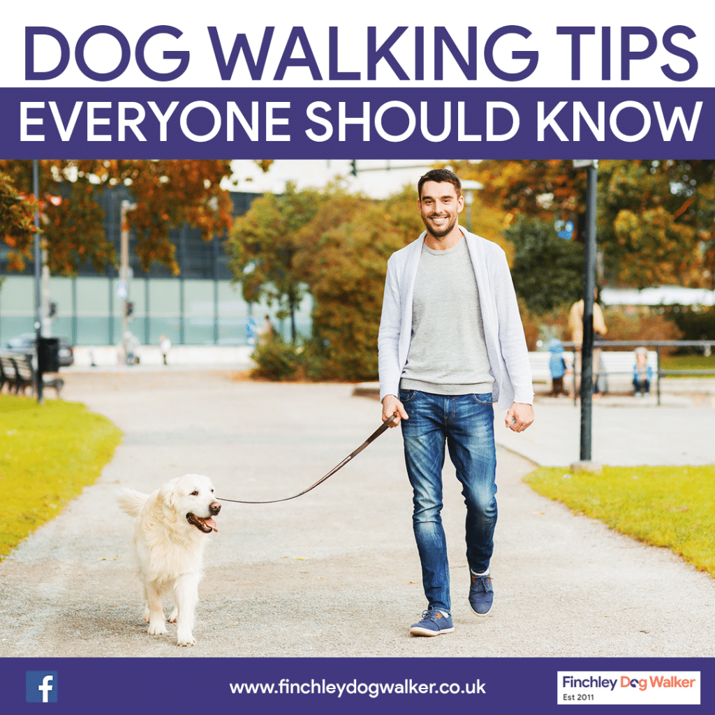 Dog-Walking-Tips-Everyone-Should-Know-finchley-dog-walker-1024x1024 Dog Walking Tips Everyone Should Know