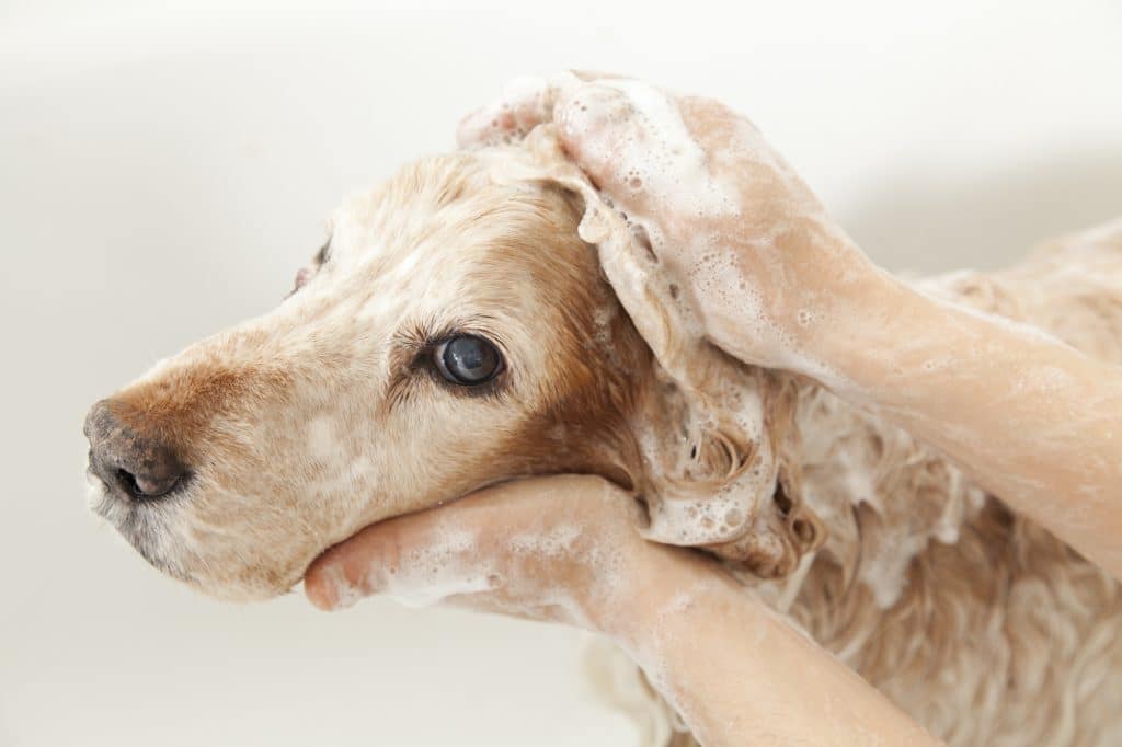 Depositphotos_22799014_l-2015-1024x682 How Often Should You Bath a Dog