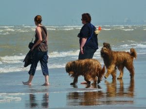 beach-391256_1920-300x225 Top Summer Dangers for Dogs