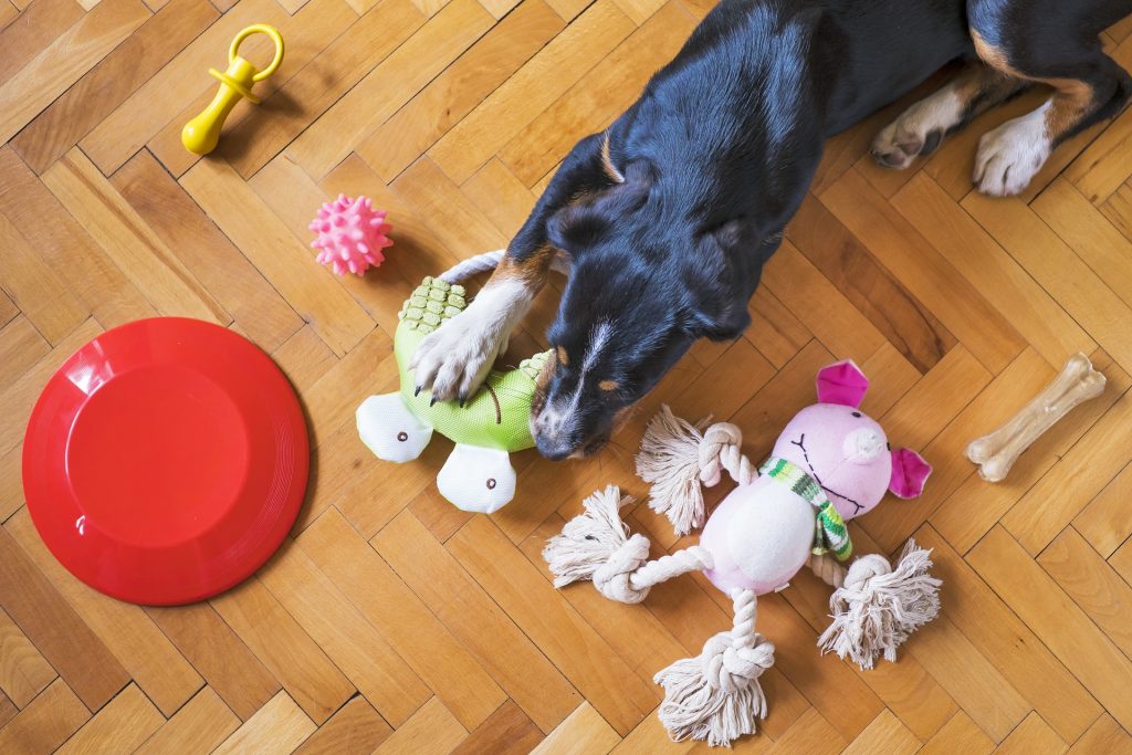 dog-toys-5175628_1920-1024x683 DIY Dog Toys for Enrichment