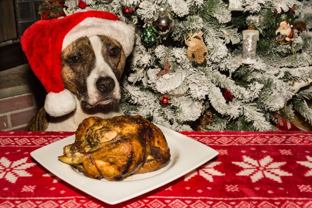 iStock-899199254-1024x683 Can dogs eat Christmas dinner?