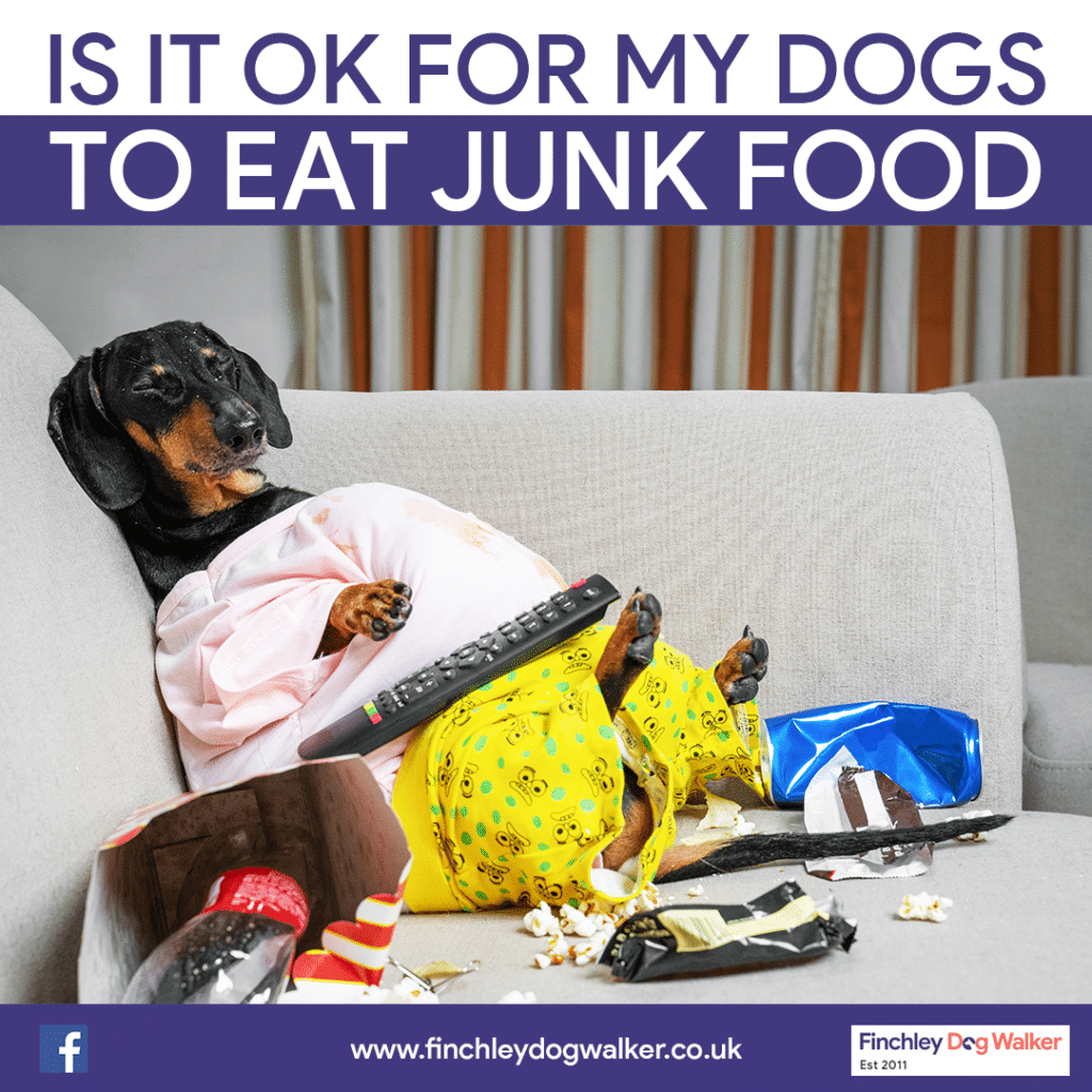 Is-it-ok-for-my-dogs-to-eat-junk-food1-1024x1024 Is it ok for my dogs to eat junk food such as chips?