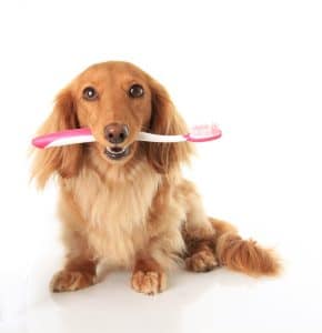 Depositphotos_12000123_l-2015-290x300 Why Should You Brush Your Dog’s Teeth