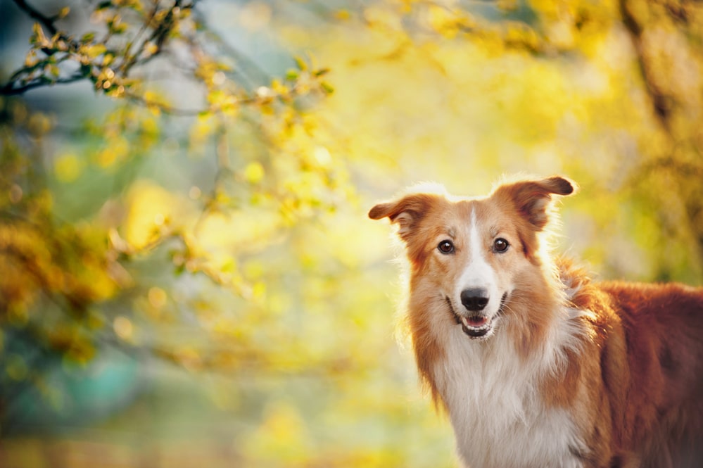 Depositphotos_22343897_s-2019 Spring Dangers for Pets