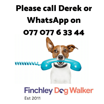 call-derek Puppy Care Package in the Finchley Area