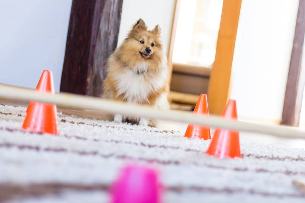 Depositphotos_184480076_L-1024x682 Indoor Agility Exercises with Your Dog