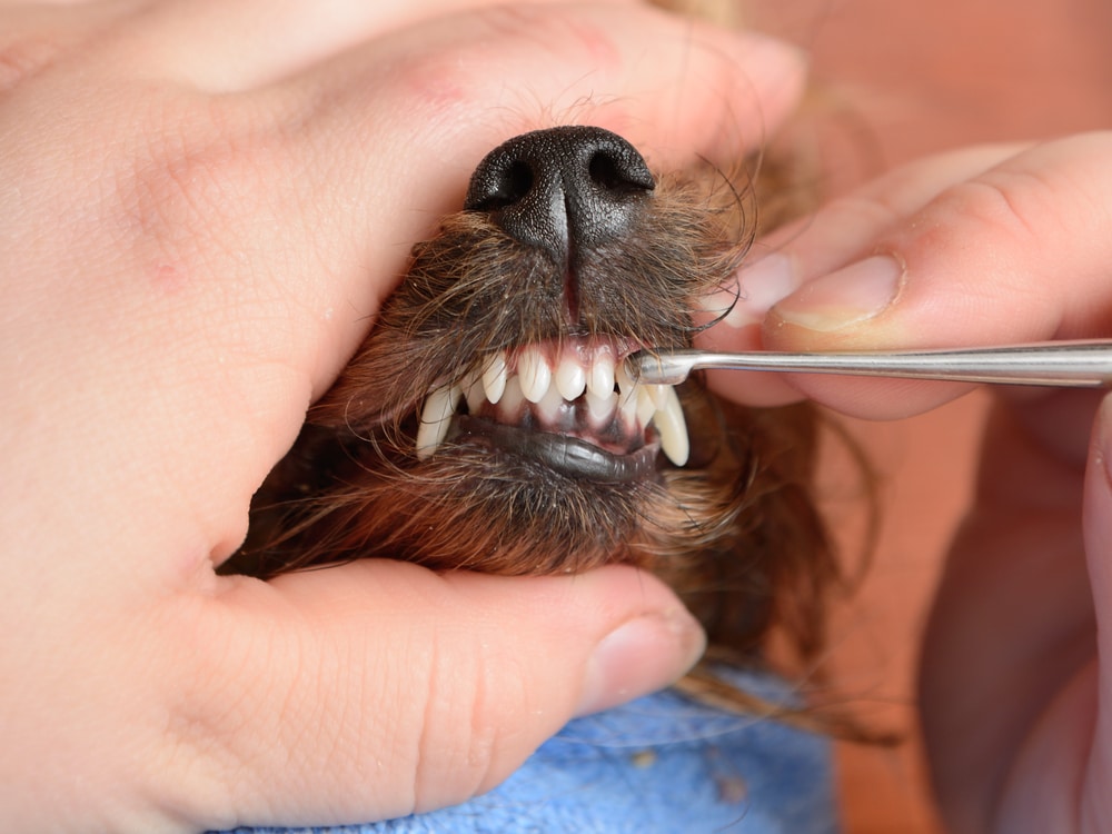 dogs-teeth Dogs Teeth