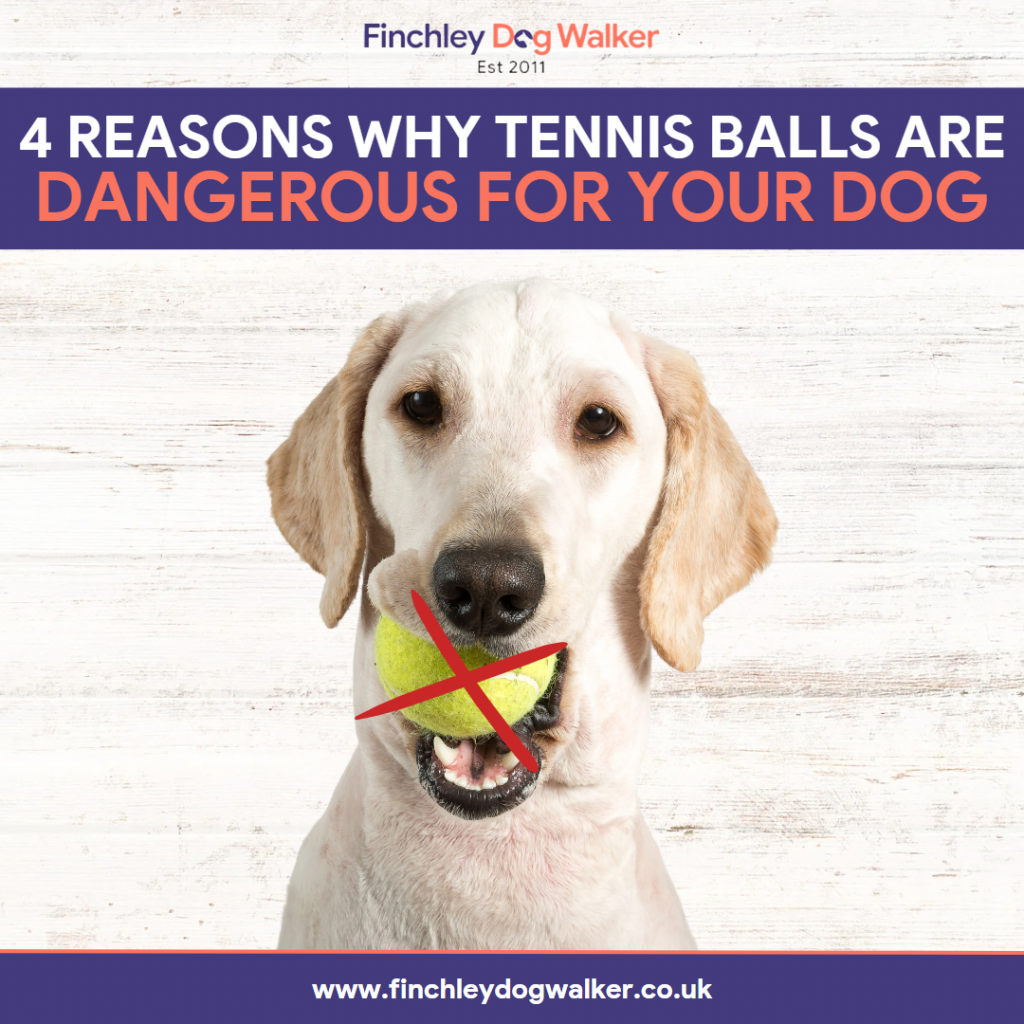 4-reasons-why-Tennis-balls-no-good-1024x1024 Are tennis balls dangerous for dogs?