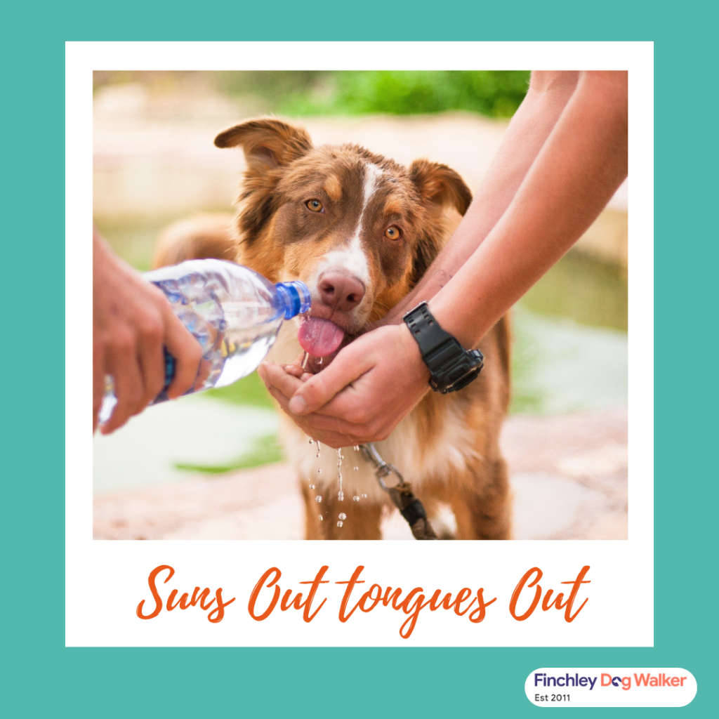 Copy-of-Suns-out-Tongues-Out-1024x1024 The importance of staying hydrated both for you and your dog