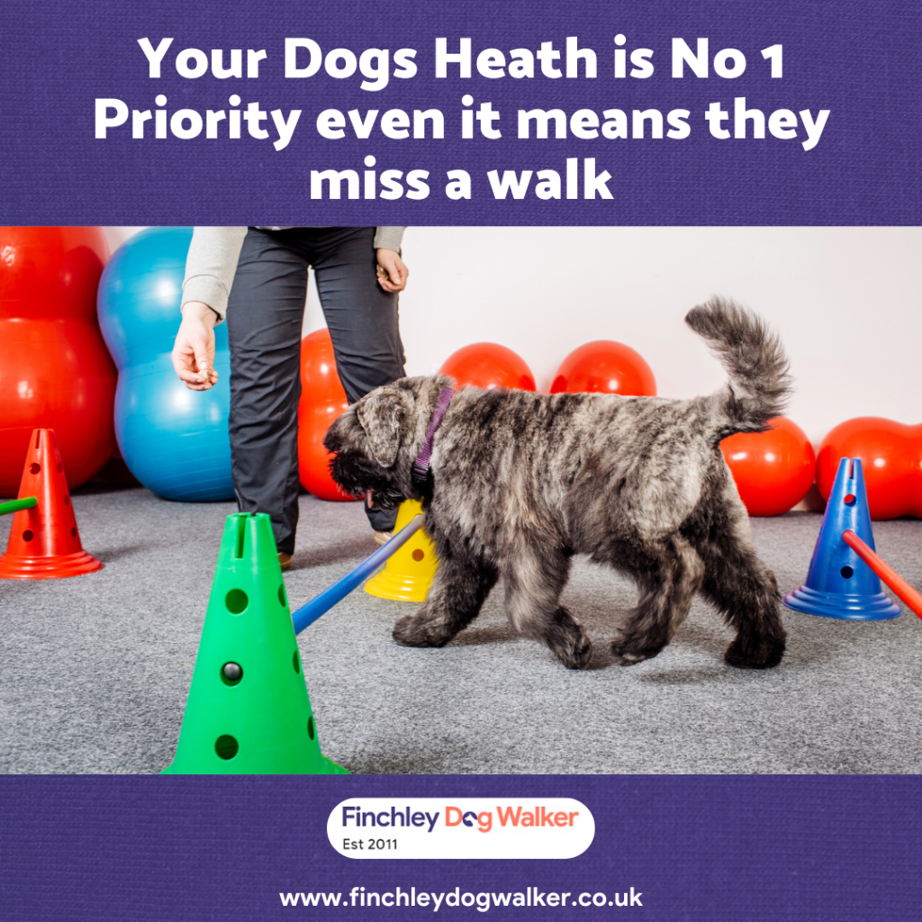 dogs-health-no-1-1024x1024 Finchley Dog Walker Extreme Weather Policy