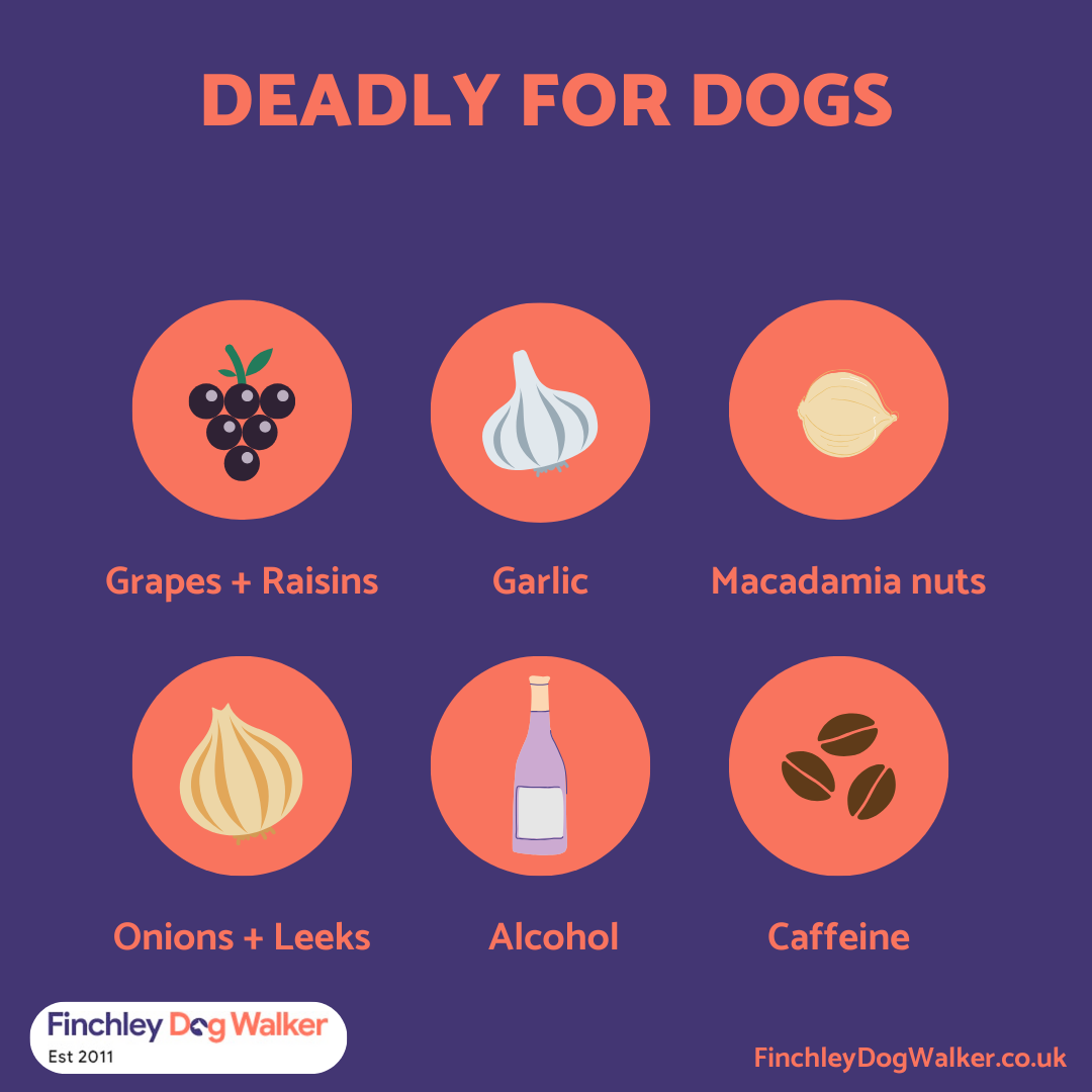 What Can Dogs Not Eat? Lists Of Safe & Toxic Foods For Your Dog: Fruits,  Vegetables, Nuts, Human Food, Fish, Meat, Bones, Etc.